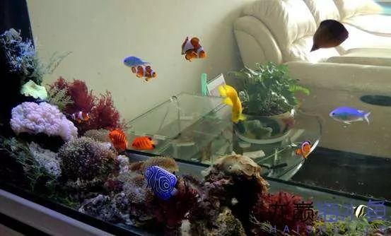 阿凡达神仙鱼的饲养方法,野生埃及神仙鱼饲养条件