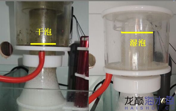 阿凡达神仙鱼的饲养方法,野生埃及神仙鱼饲养条件
