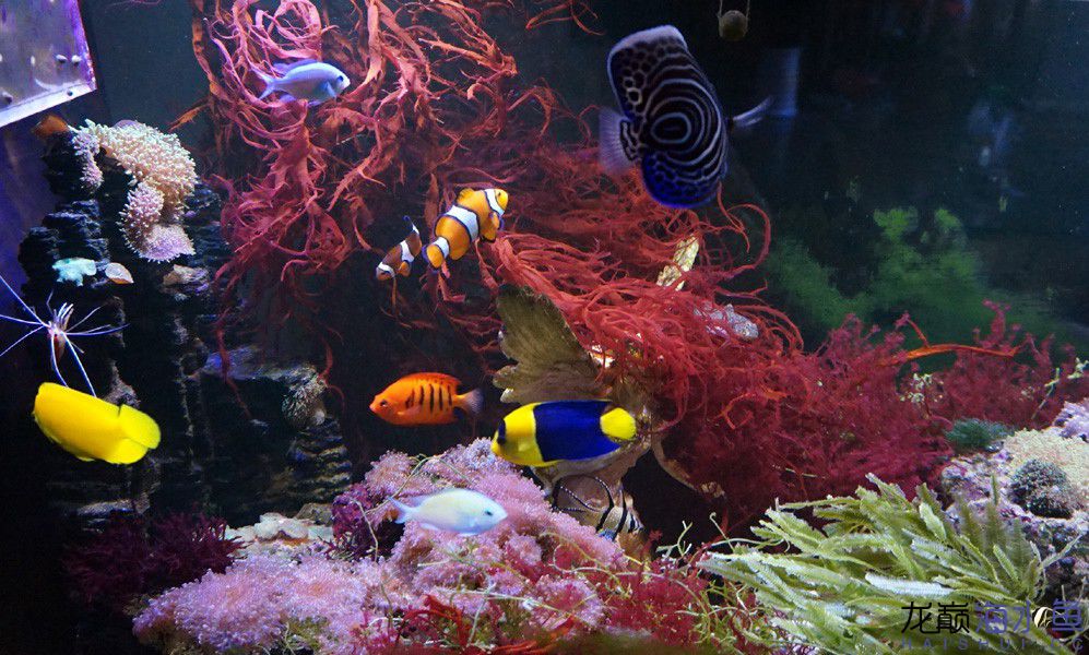 阿凡达神仙鱼的饲养方法,野生埃及神仙鱼饲养条件