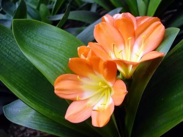 不开花是什么原因怎么治,芍药只长叶不开花什么原因