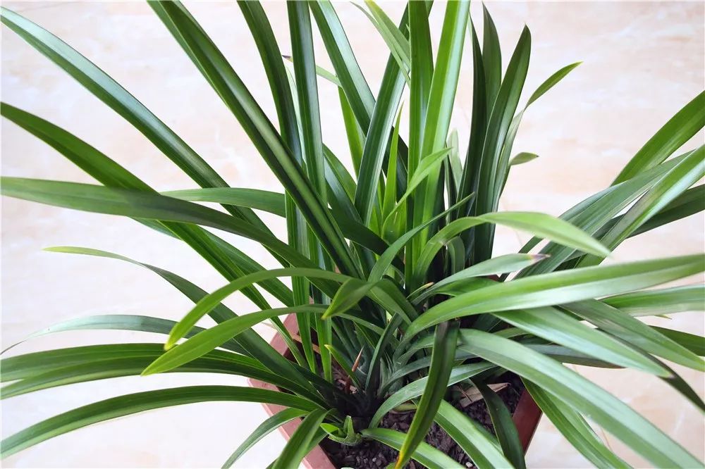 不开花是什么原因怎么治,芍药只长叶不开花什么原因