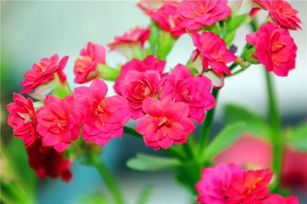 不开花是什么原因怎么治,芍药只长叶不开花什么原因