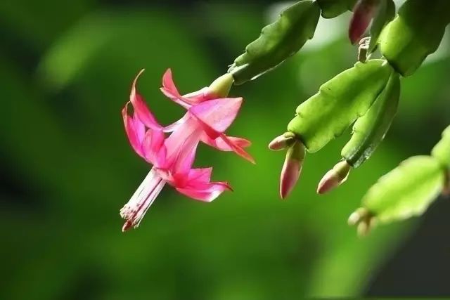 不开花是什么原因怎么治,芍药只长叶不开花什么原因