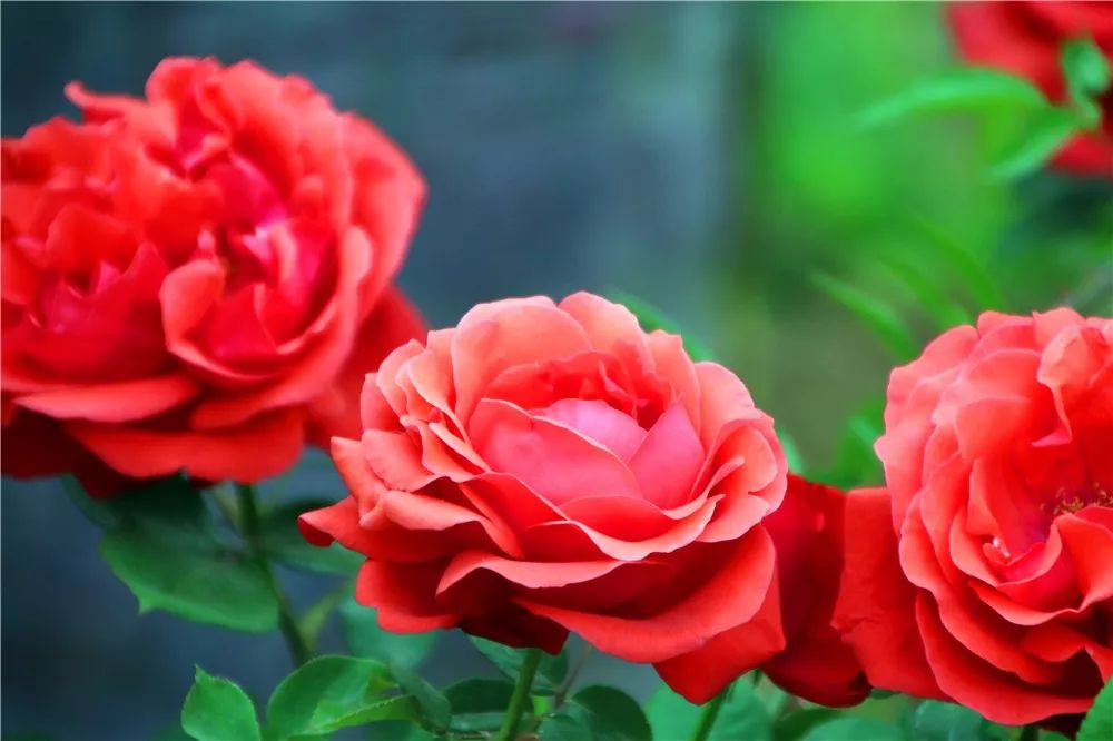 不开花是什么原因怎么治,芍药只长叶不开花什么原因