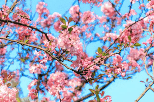 春天吃花要注意！吃错会中毒，头晕恶心呕吐，每年都有人中招