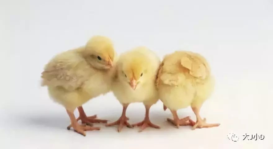 孩子怂该怎么办,孩子怂了怎么办