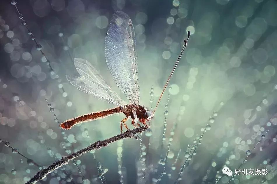 新手必须掌握的7个微距摄影技巧,光影留情谈微距拍摄技巧