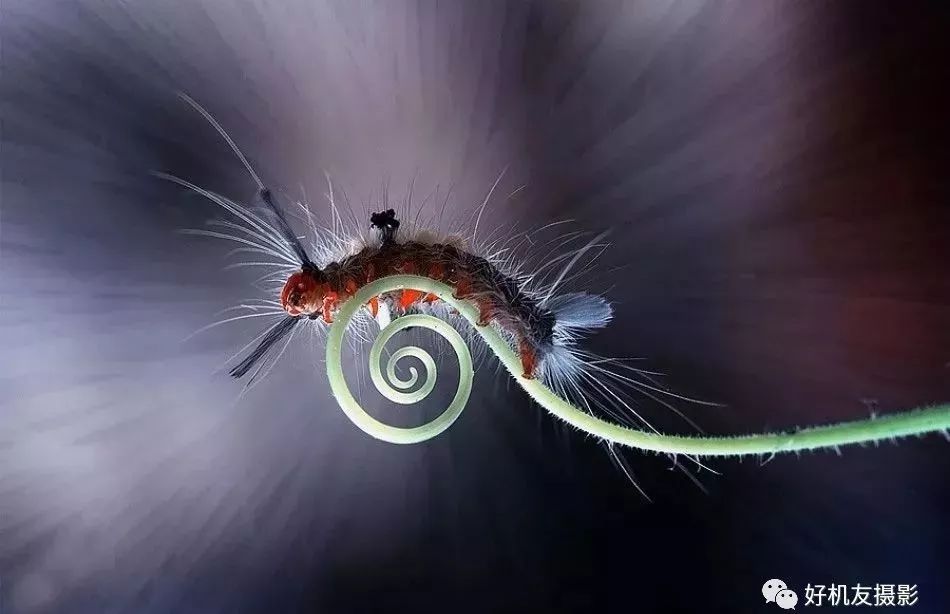 新手必须掌握的7个微距摄影技巧,光影留情谈微距拍摄技巧