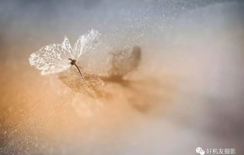 新手必须掌握的7个微距摄影技巧,光影留情谈微距拍摄技巧