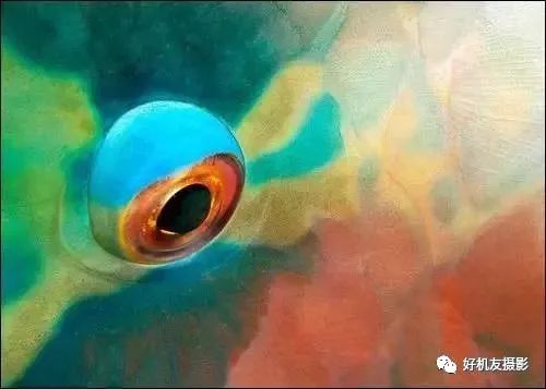 新手必须掌握的7个微距摄影技巧,光影留情谈微距拍摄技巧