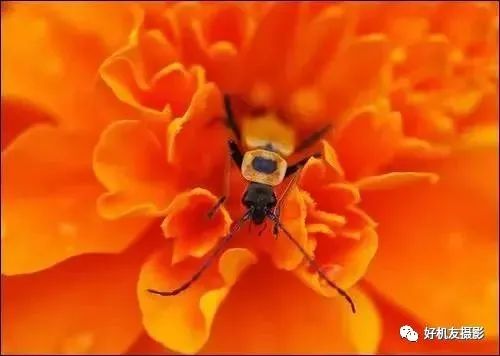 新手必须掌握的7个微距摄影技巧,光影留情谈微距拍摄技巧