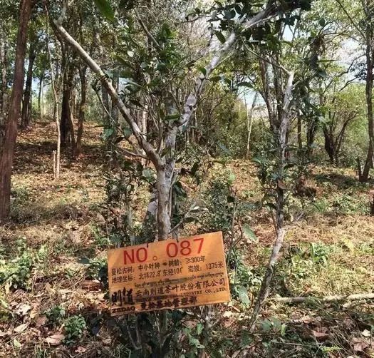 传奇兰花为什么值钱,传奇曼松普洱生茶