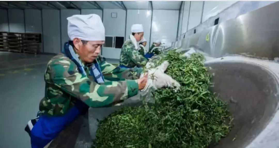 传奇兰花为什么值钱,传奇曼松普洱生茶