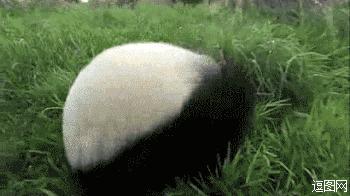 帮熊猫治好黑眼圈的办法,全球第一只黑眼睛熊猫