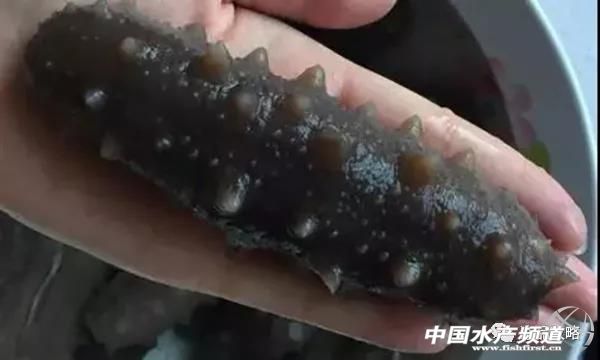 打假人买海参赔偿案例,海参被起诉