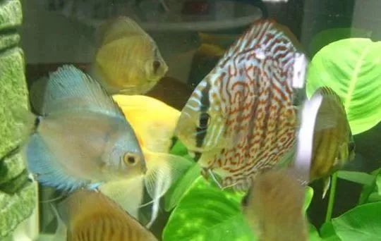 海缸基础知识大全,海缸知识大全图解