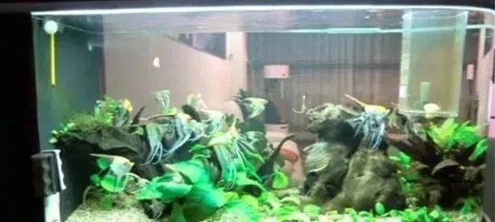 海缸基础知识大全,海缸知识大全图解