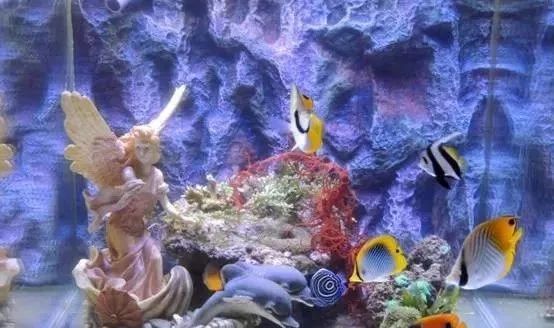 海缸基础知识大全,海缸知识大全图解