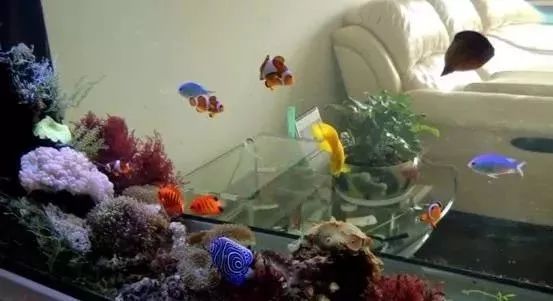 海缸基础知识大全,海缸知识大全图解