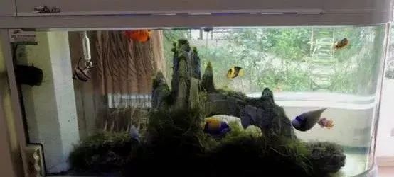 海缸基础知识大全,海缸知识大全图解