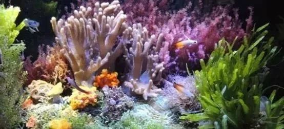 海缸基础知识大全,海缸知识大全图解