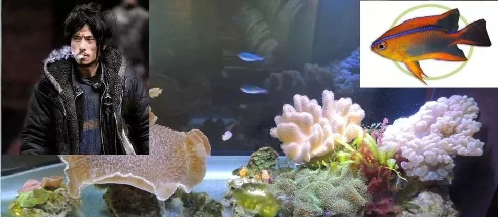 海缸基础知识大全,海缸知识大全图解