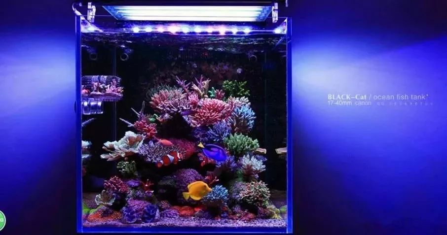 海缸基础知识大全,海缸知识大全图解