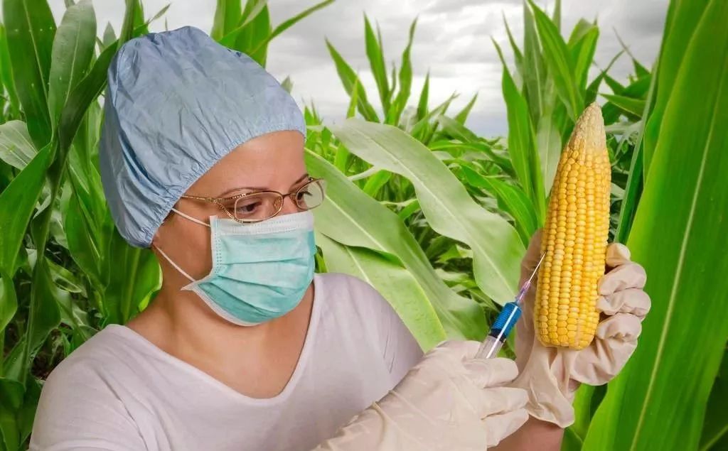 我国农业转基因现状,农业行业转基因