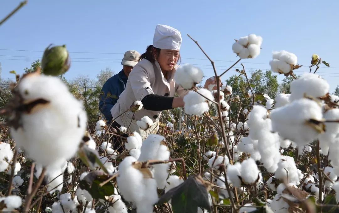 我国农业转基因现状,农业行业转基因