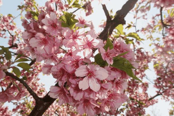樱花季又来啦,樱花季来啦