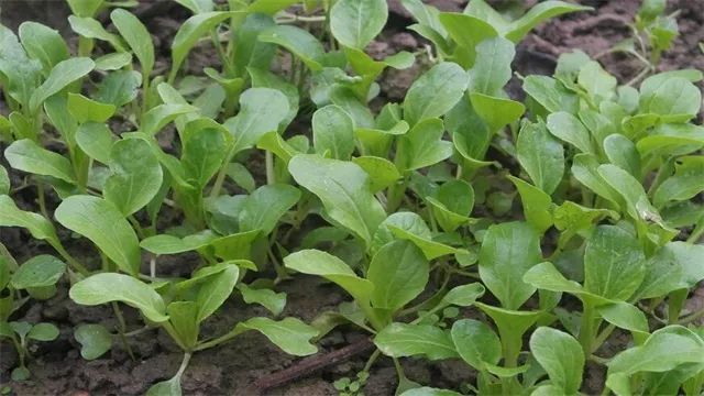 家里阳台春季可种20种蔬菜,阳台上适合种哪些蔬菜好看又营养