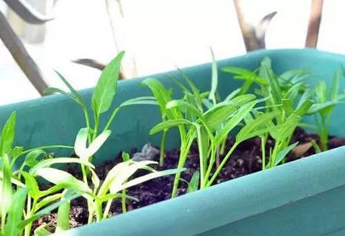 家里阳台春季可种20种蔬菜,阳台上适合种哪些蔬菜好看又营养