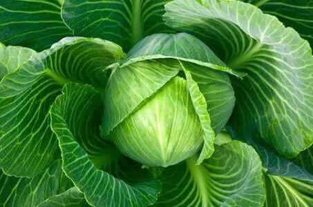 家里阳台春季可种20种蔬菜,阳台上适合种哪些蔬菜好看又营养