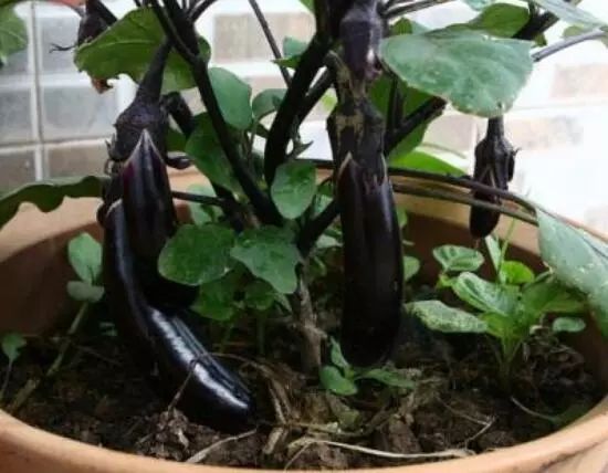 家里阳台春季可种20种蔬菜,阳台上适合种哪些蔬菜好看又营养