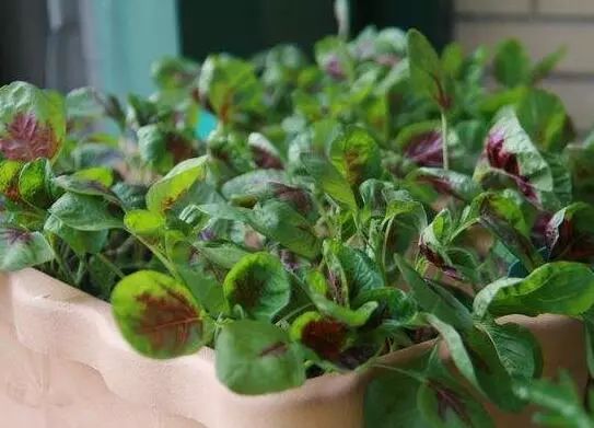 家里阳台春季可种20种蔬菜,阳台上适合种哪些蔬菜好看又营养