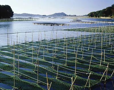 「关注」240公斤有毒昂公鱼？鱼体检出孔雀石绿！