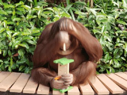 猪猪侠进入熊出没世界,猪猪侠限量金猪