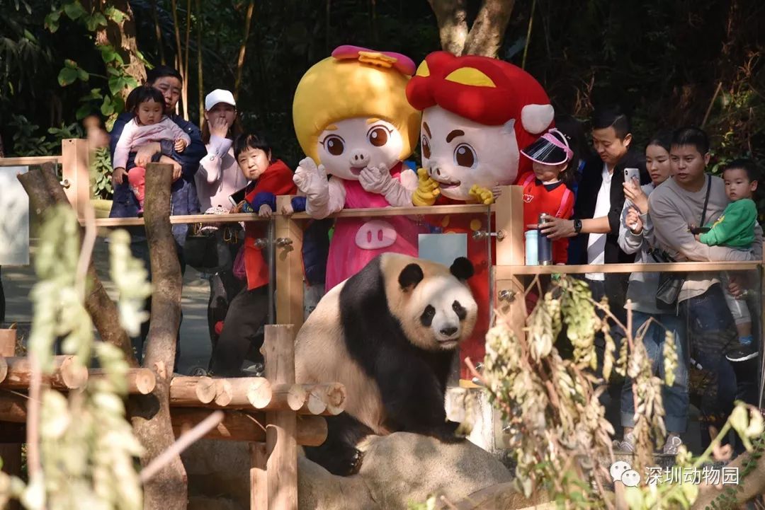 猪猪侠进入熊出没世界,猪猪侠限量金猪