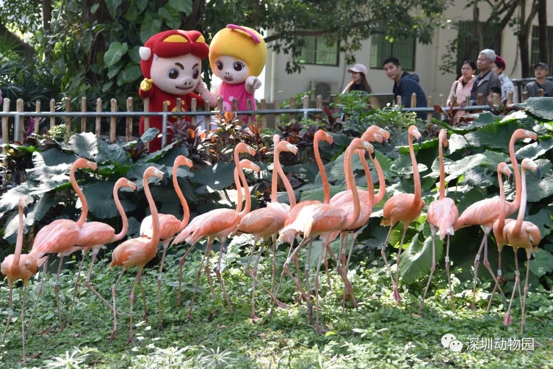 猪猪侠进入熊出没世界,猪猪侠限量金猪