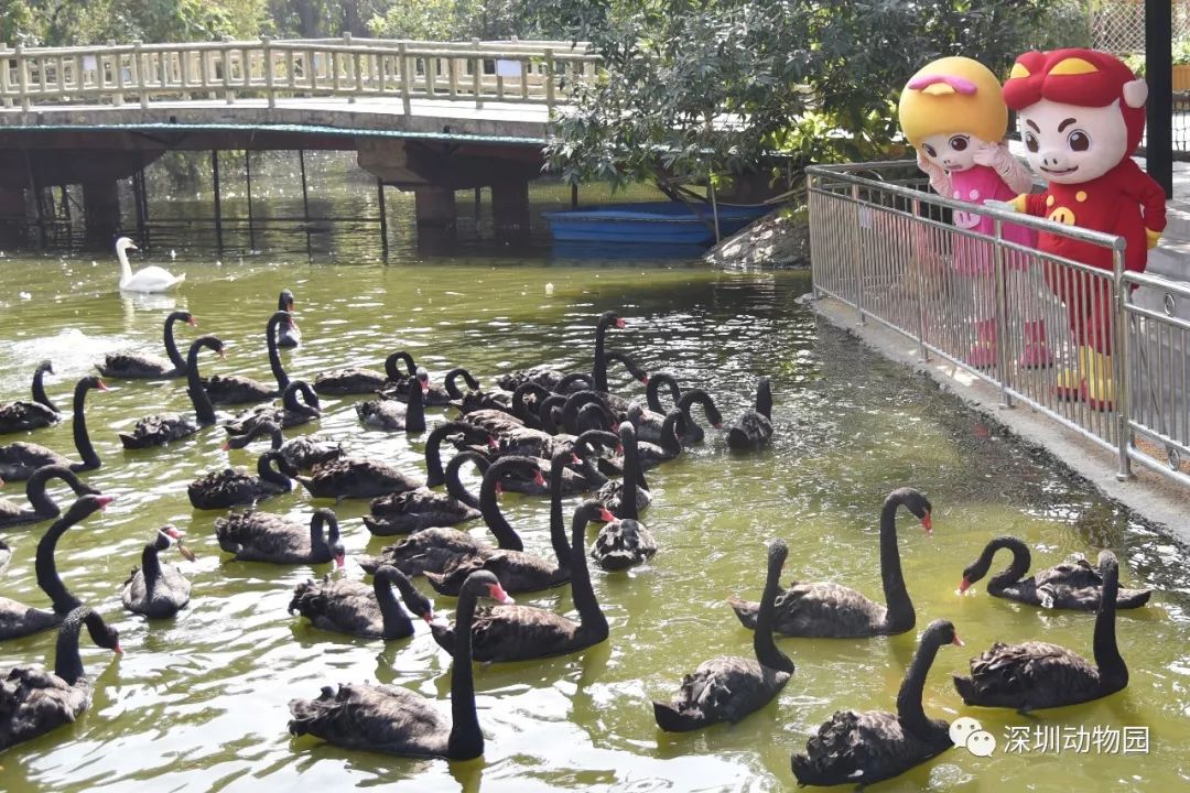 猪猪侠进入熊出没世界,猪猪侠限量金猪