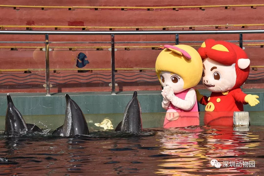 猪猪侠进入熊出没世界,猪猪侠限量金猪