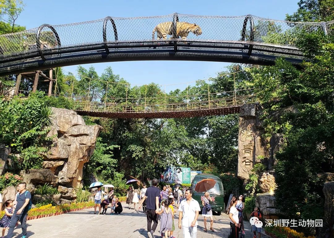 猪猪侠进入熊出没世界,猪猪侠限量金猪