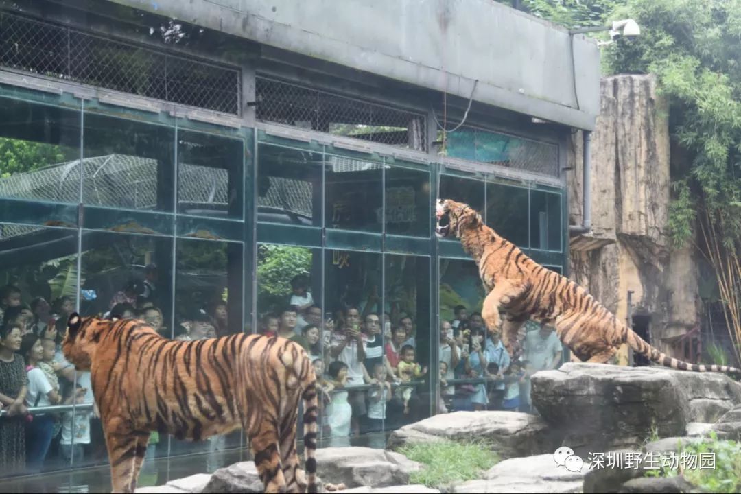 猪猪侠进入熊出没世界,猪猪侠限量金猪