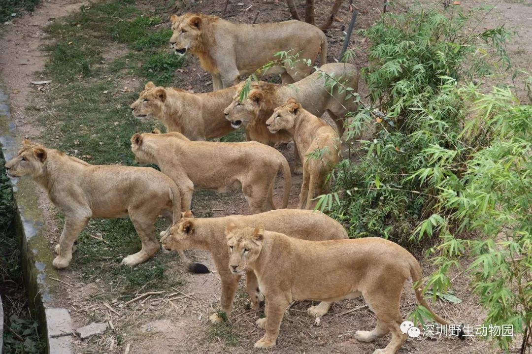 猪猪侠进入熊出没世界,猪猪侠限量金猪