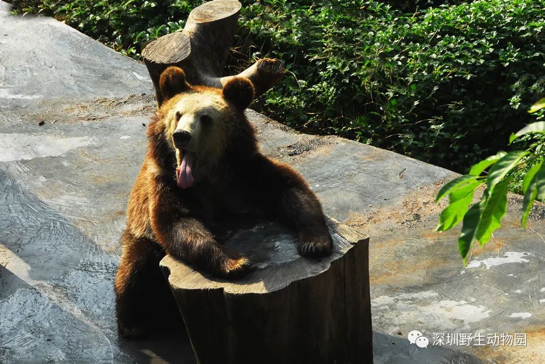 猪猪侠进入熊出没世界,猪猪侠限量金猪