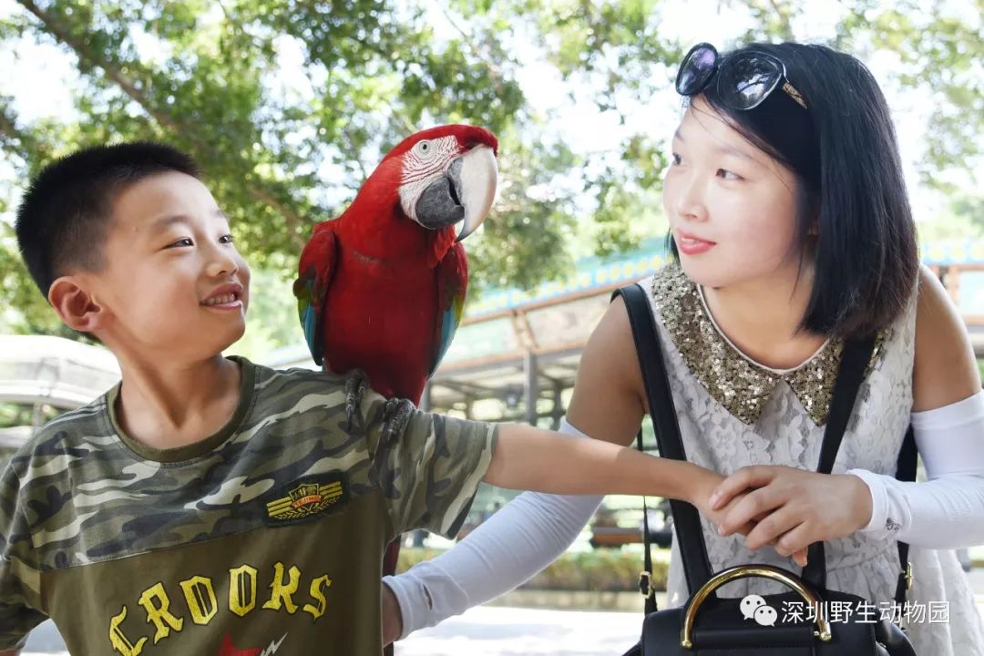 猪猪侠进入熊出没世界,猪猪侠限量金猪