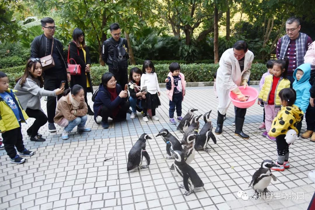 猪猪侠进入熊出没世界,猪猪侠限量金猪