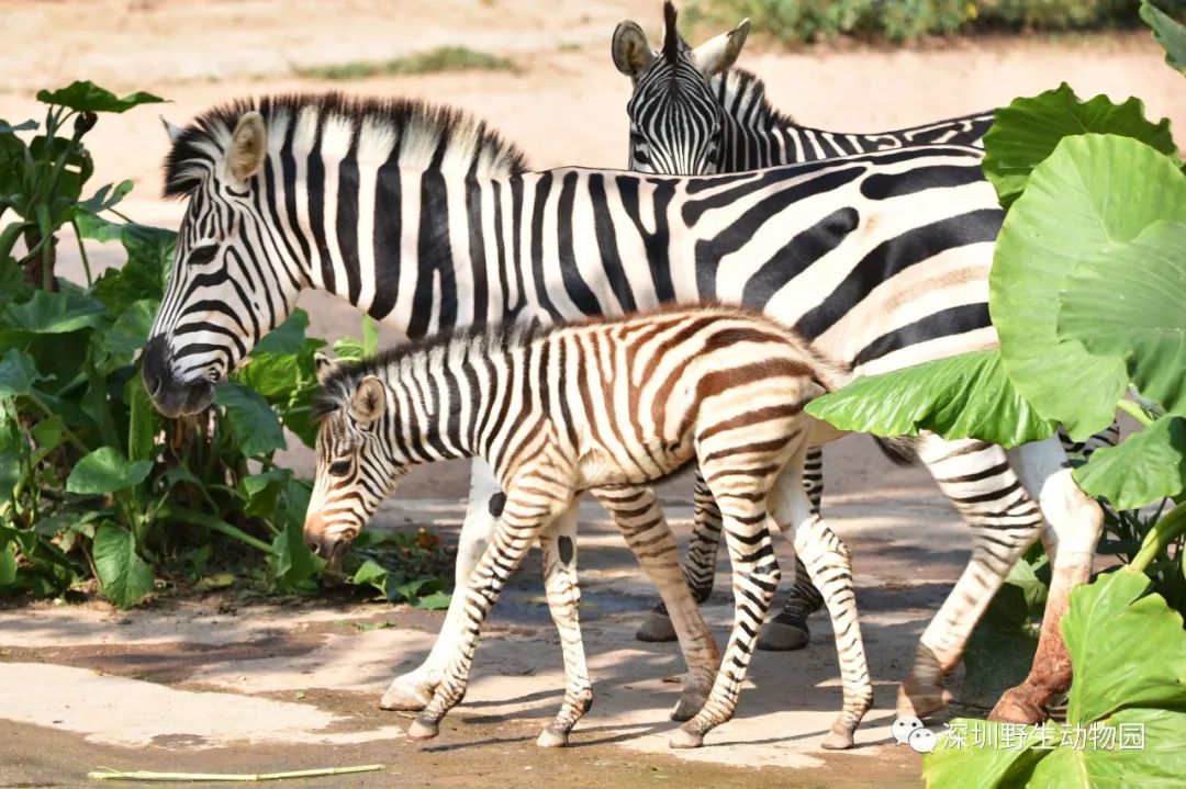 猪猪侠进入熊出没世界,猪猪侠限量金猪