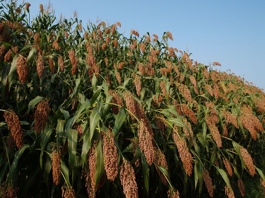 浓香鼻祖是什么酒,浓香鼻祖是谁