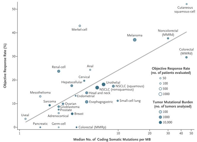 3分钟看懂免疫治疗,一文详解精准预测免疫治疗疗效